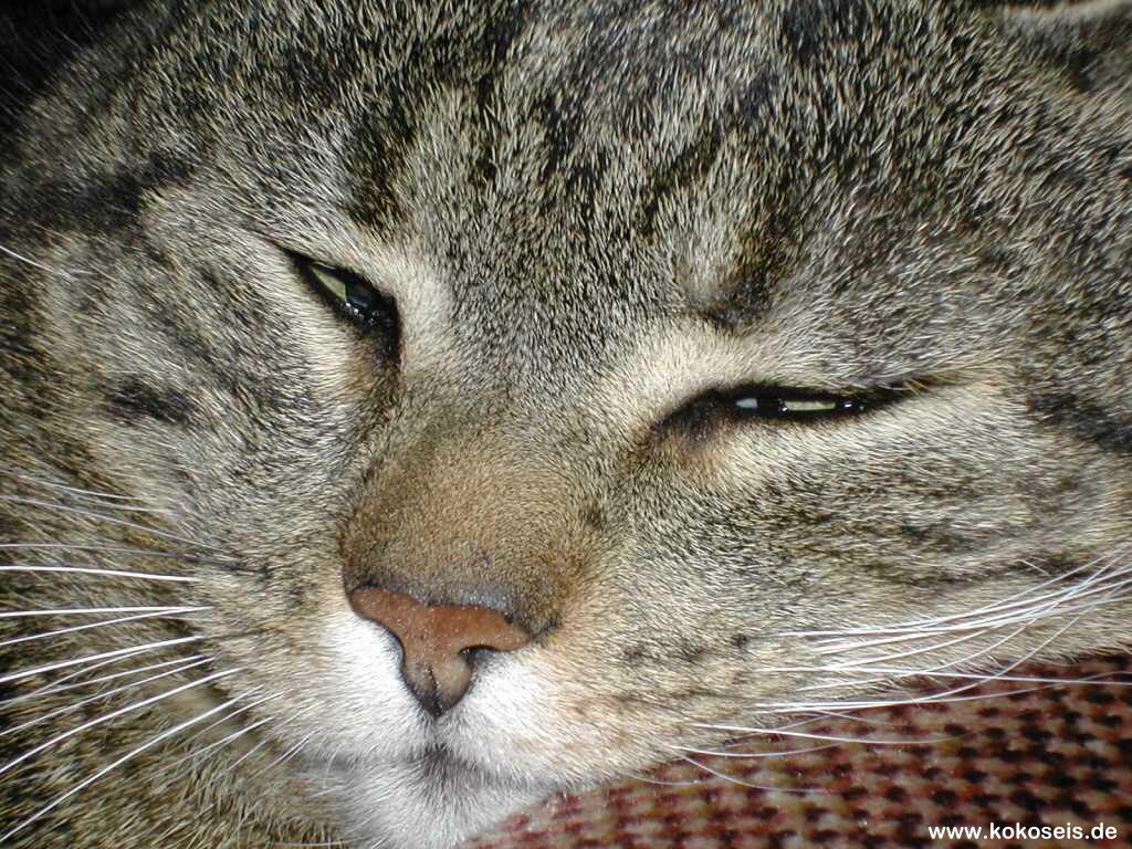 Gatti (386)
